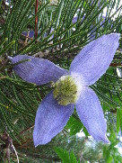 gal/DU/_thb_06_clematis.jpg